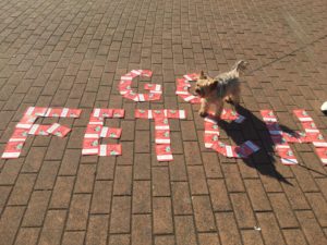Go Fetch Event Campaign with Yorkie Dog - Urban Bella Marketing